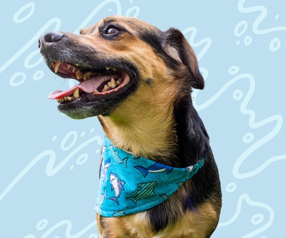 Shark dog store bandana