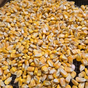 May include: A close-up of a pile of dried corn kernels. The kernels are a mix of yellow and orange hues, filling the frame. They are resting on a dark, wire mesh surface, suggesting a drying or storage process.