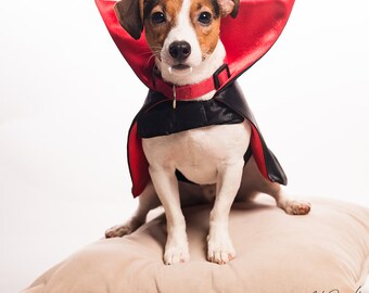 Count Dracula Dog/Cat/Pet Costume