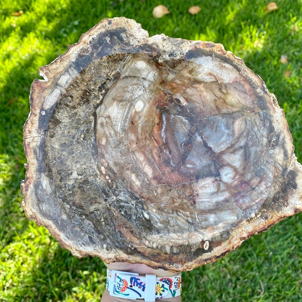 Large Petrified Wood Etsy