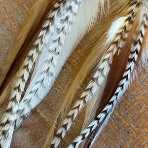 May include: Two long brown and white feathers with a chevron pattern. The feathers are arranged side by side and are lying on a wooden surface.