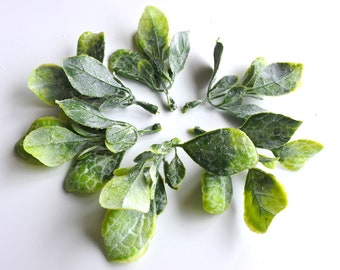 May include: A collection of ten green leaves with a white powdery coating, arranged in a circle on a white background.