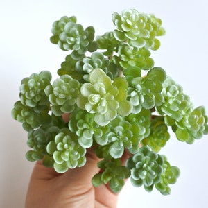 Artificial Succulent, Faux Succulent,Fake green Succuent, lotus，Succulent for Home Gardern Diy Decoration, Office Decor S032