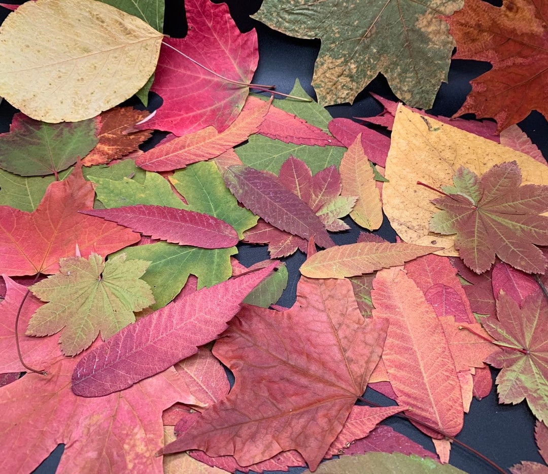 Fresh Pressed Autumn/fall Leaves Thanksgiving Leaves Red Etsy