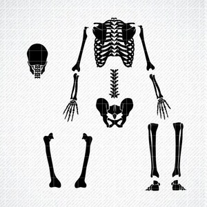 SKELETON BACK SVG, Skeleton back png, Skeleton delen png, Halloween svg, Cricut Cut Files, Skeleton Cut Files, Skeleton Bones Clipart svg