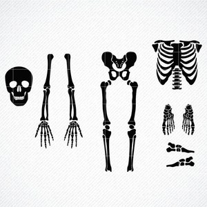 SKELETON PARTS SVG, Skeleton svg, Skeleton parts png, Halloween svg, Cricut Cut Files, Skeleton Cut Files, Skeleton Bones Clipart svg