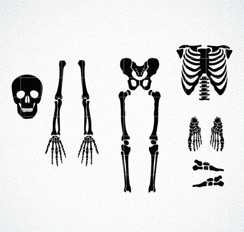 SKELETON PARTS SVG, Skeleton svg, Skeleton parts png, Halloween svg, Cricut Cut Files, Skeleton Cut Files, Skeleton Bones Clipart svg image 1