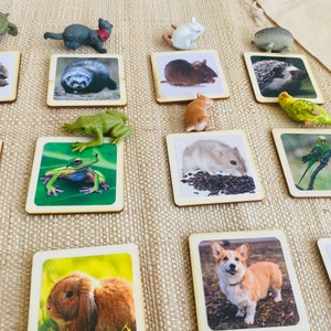 May include: A set of 12 wooden cards with images of various animals, including a turtle, a frog, a hedgehog, a mouse, a hamster, a rabbit, a dog, and a cat. The cards are perfect for learning about different animals and their habitats.