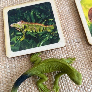 May include: A green iguana lizard with a brown stripe down its back is shown on a wooden card with a green leafy background. A green plastic toy iguana lizard is shown on a woven surface.