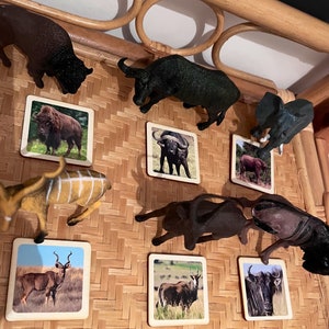 Schede di animali selvatici in legno con animali realistici di grandi dimensioni ispirati ai metodi Montessori e Waldorf, carte giocattolo abbinate perfette per la scuola parentale.