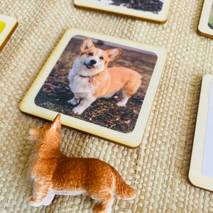 May include: A wooden card with a photo of a corgi dog standing in a grassy field. The corgi is brown and white with a black collar. The card is surrounded by a brown wooden frame.