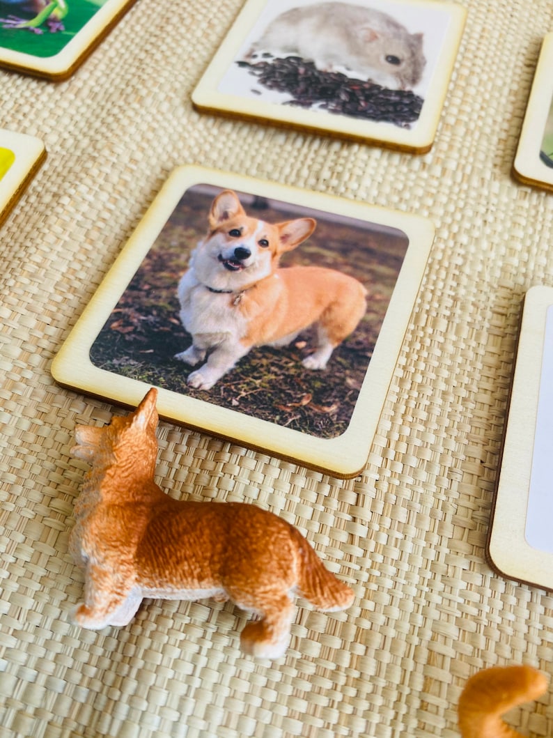May include: A wooden card with a photo of a corgi dog standing in a grassy field. The corgi is brown and white with a black collar. The card is surrounded by a brown wooden frame.