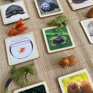 Montessori et Waldorf apprennent des jouets durables pour animaux de compagnie Safari Ltd avec des cartes en bois, parfaits pour l'enseignement à domicile.