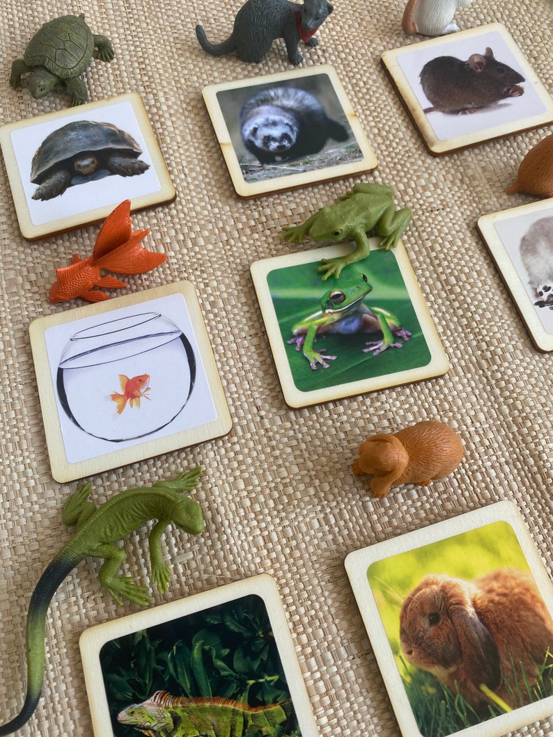 May include: A set of wooden cards with images of different animals, including a turtle, a ferret, a frog, a rabbit, a goldfish, and an iguana. The cards are arranged on a woven surface.