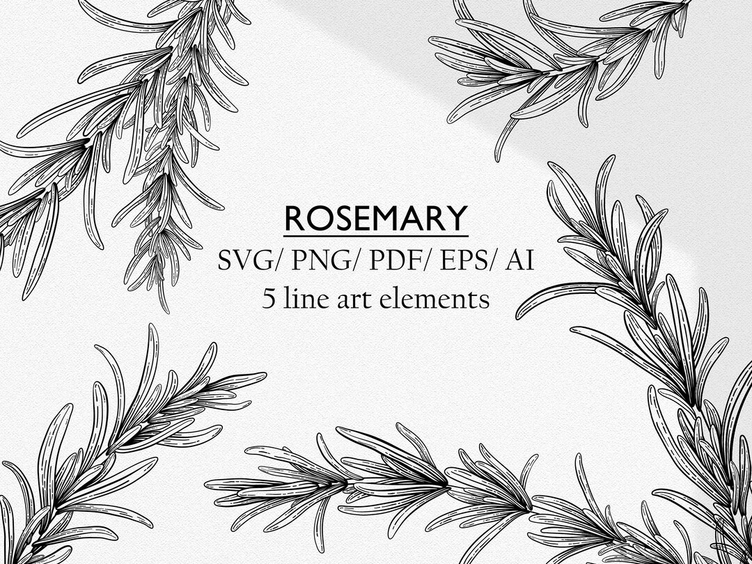 Rosemary Line Art Clipart. Botanical Vintage Sketch Style Clip Etsy