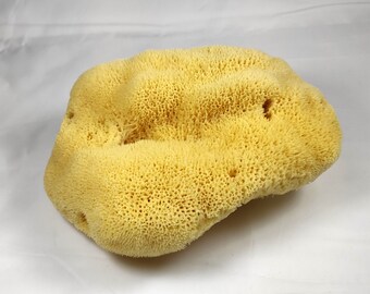 Natural Greek Fina Silk Sea Sponge 8.0"-8.50" inches(20-22cm) - Kalymnos Bath Shower