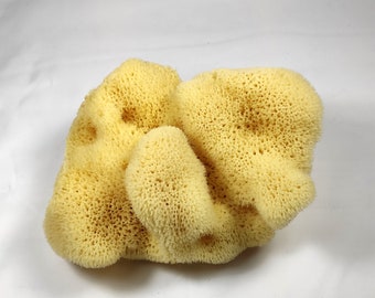 Natural Greek Fina Silk Sea Sponge 9.0"-9.50" inches(23-25cm) - Kalymnos Bath Shower