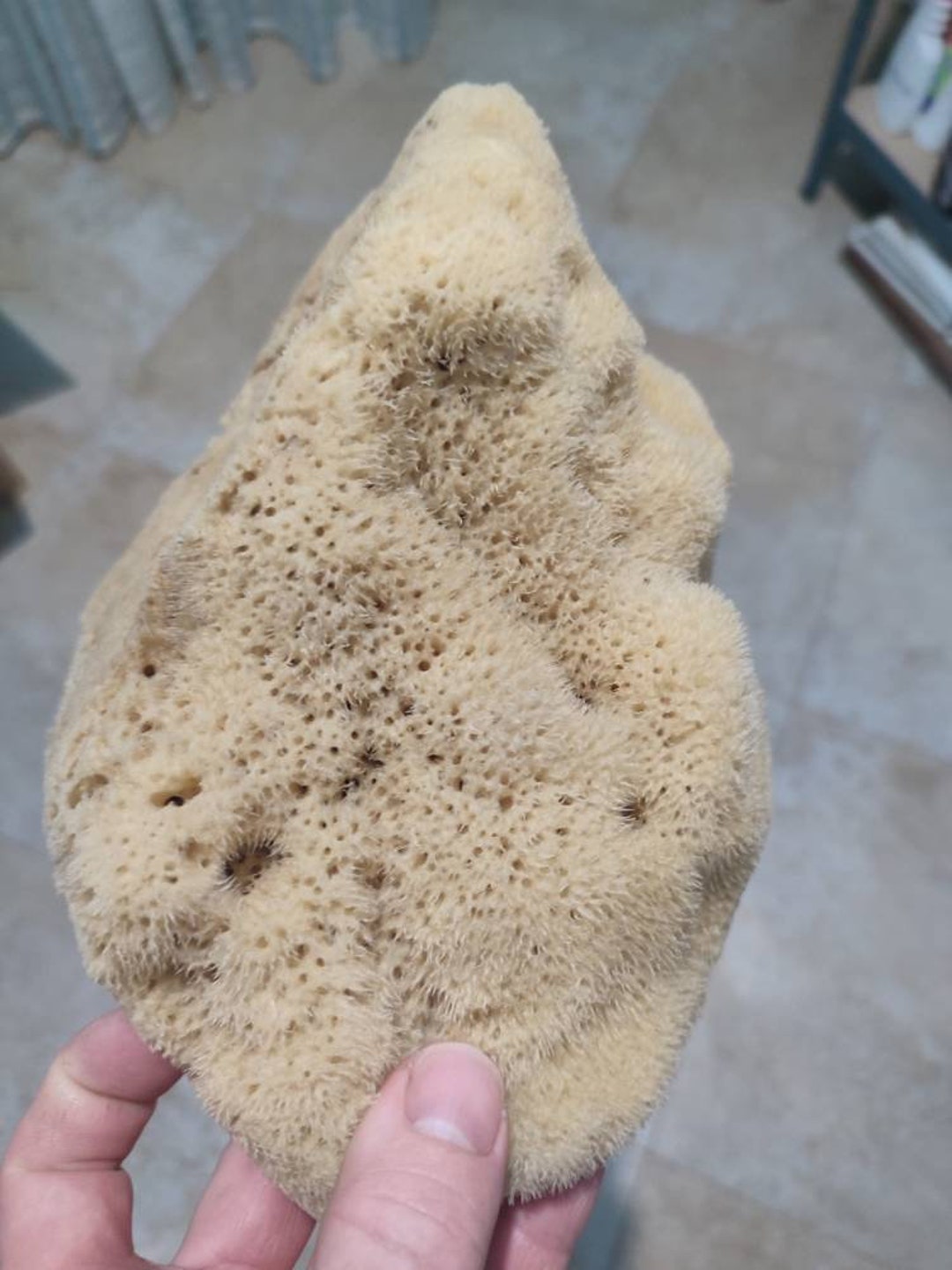Natural Kalymnos Greek Sea Sponge 1010.5 Inches Etsy