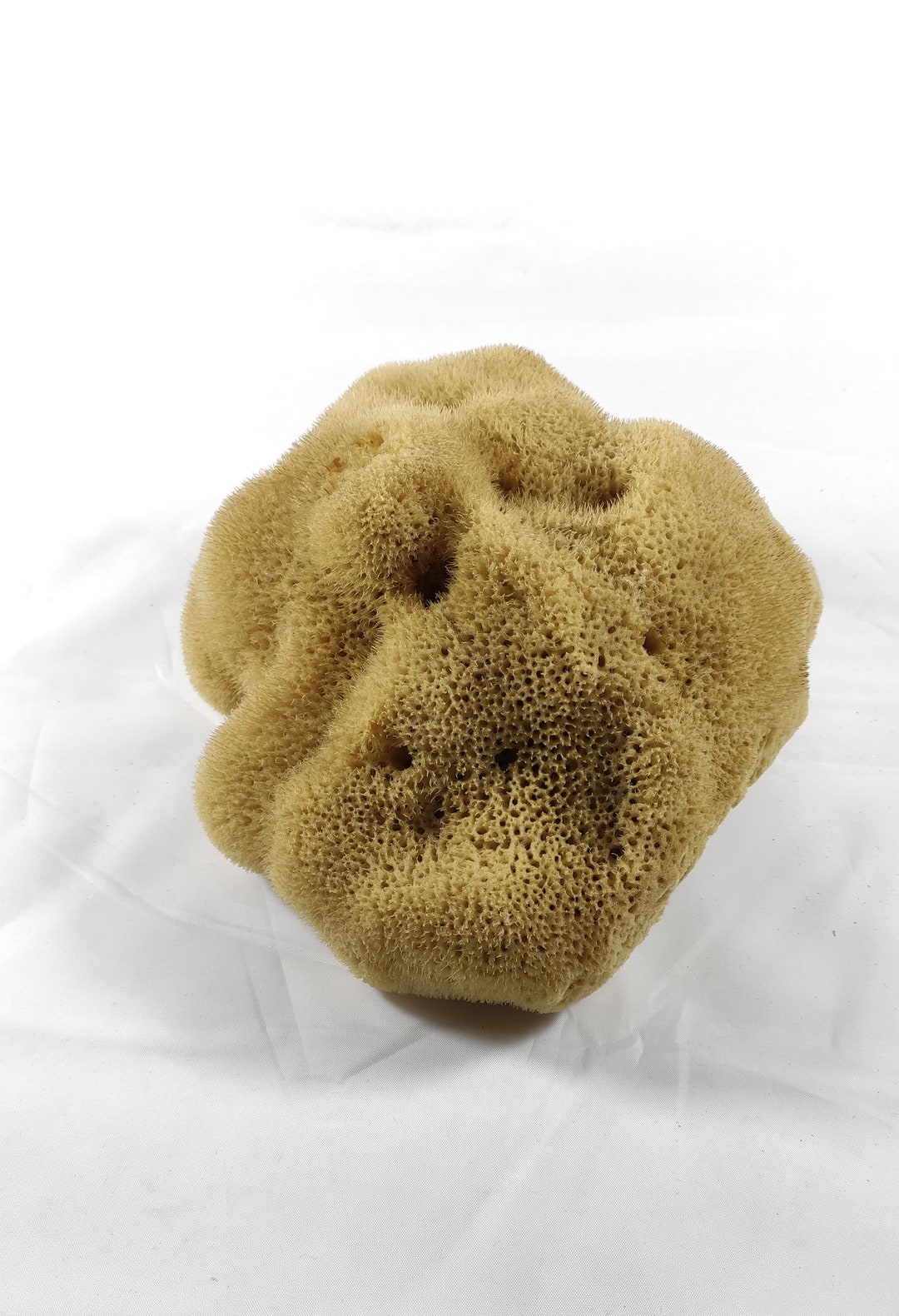 Natural Kalymnos Greek Sea Sponge Etsy