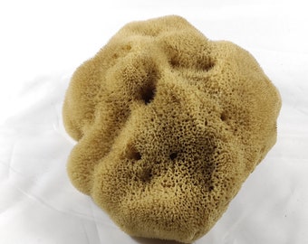 Natural Kalymnos Greek Sea Sponge Honeycomb 8.0"-8.50" inches(20-22cm)