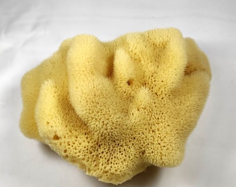 Natural Greek Fina Silk Sea Sponge 7.0"-7.50" inches(17-19cm) - Kalymnos Bath Shower