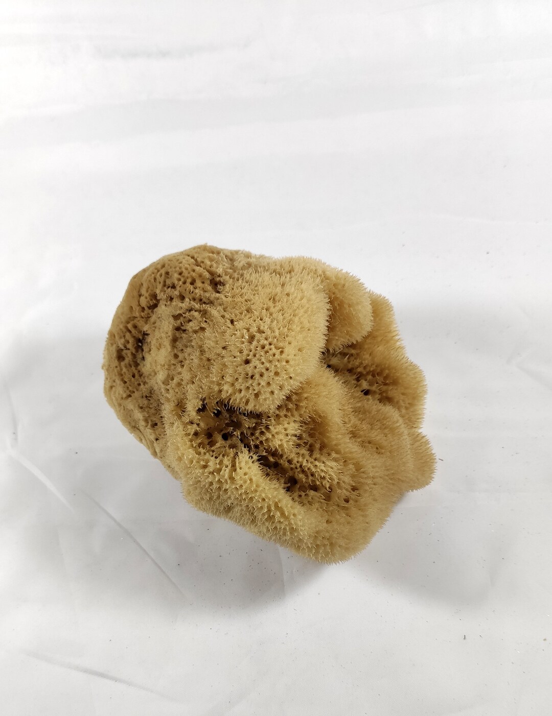 Natural Kalymnos Greek Sea Sponge 6.06.50 Inches1719cm Etsy