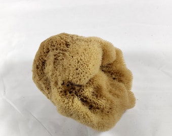 Natural Kalymnos Greek Sea Sponge Honeycomb 6.0"-6.50" inches(17-19cm)