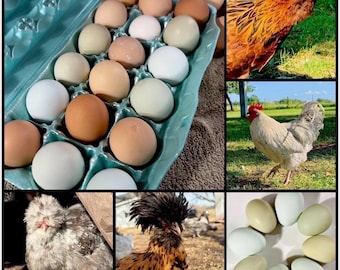 12 rainbow BYM eggs! Chance for full breeds and bantoms. Hens choice!