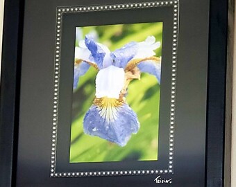 Iris Photograph -  Iris Picture - Floral Photography - Iris Photo Print Framed - Botanical Art - Siberian Iris -Purple Flower