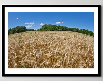 Wheat Field in St John, Indiana - Framed Photo, Ready-to-Hang