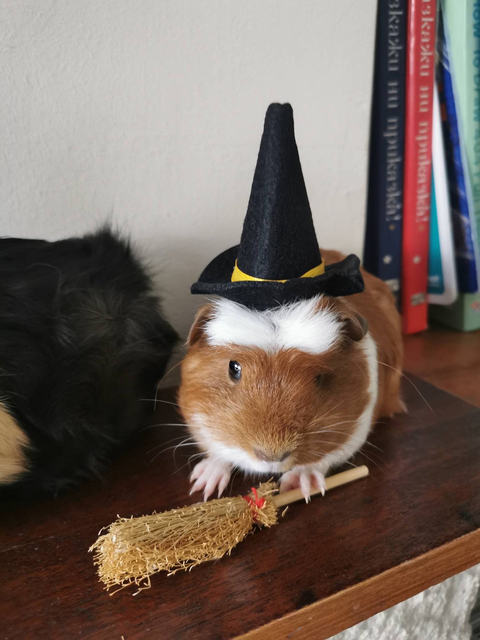 Guinea Pig Halloween Costume Hat and Broom Etsy UK