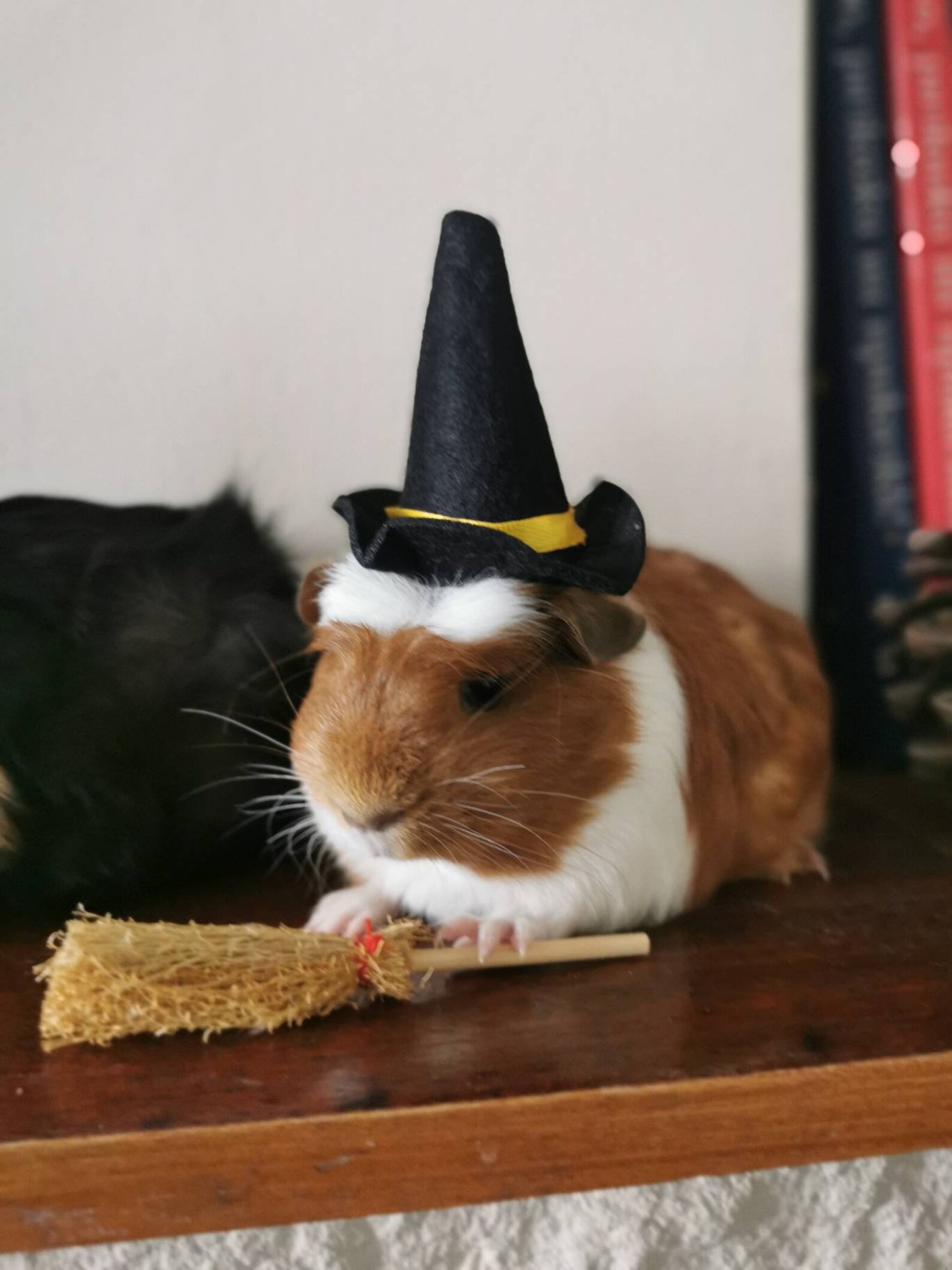 Guinea Pig Halloween Costume Hat and Broom Etsy UK