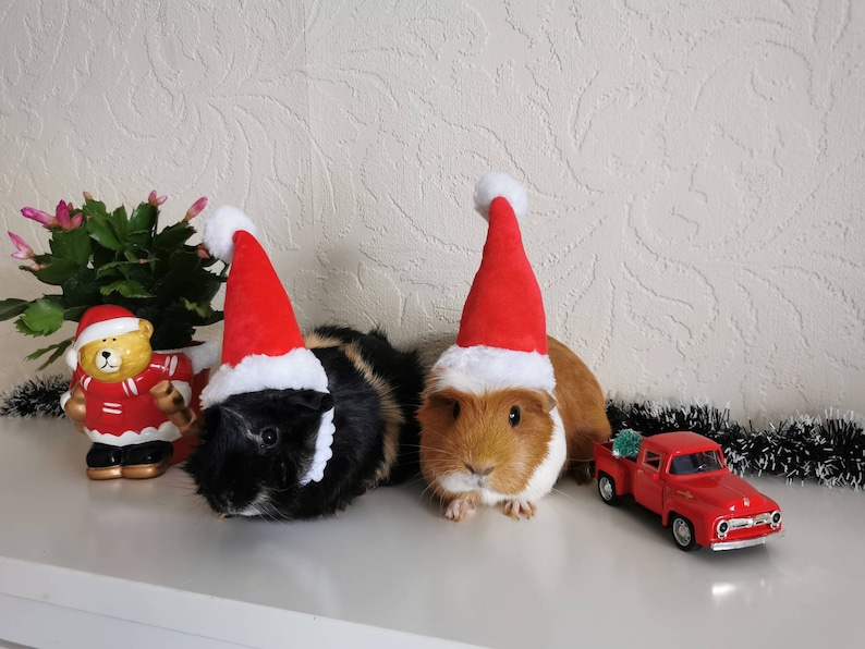 Christmas Small Animal Hat Guinea pig Santa Hat Santa Claus image 3