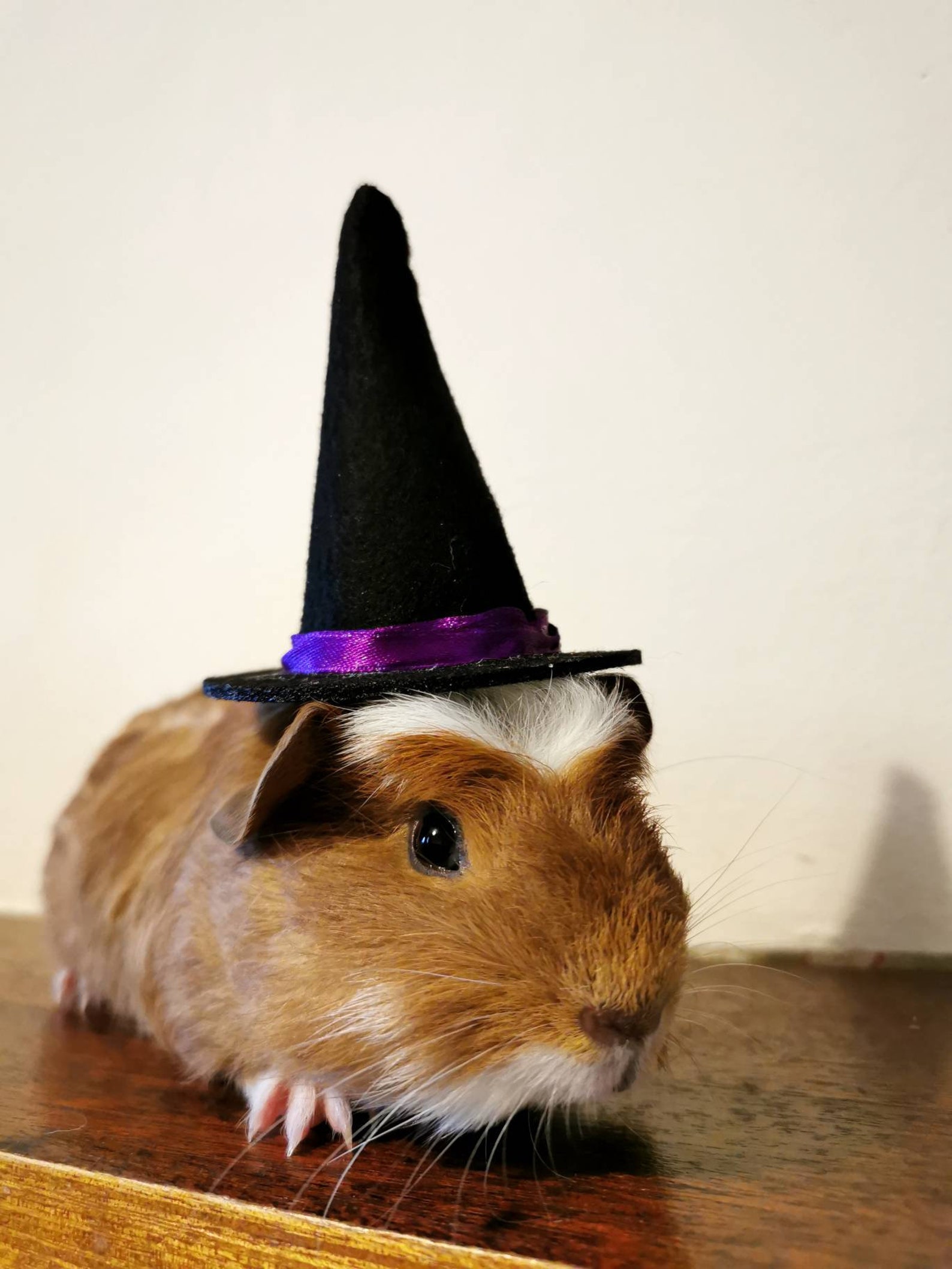 Guinea Pig Halloween Costume Hat and Broom Etsy UK