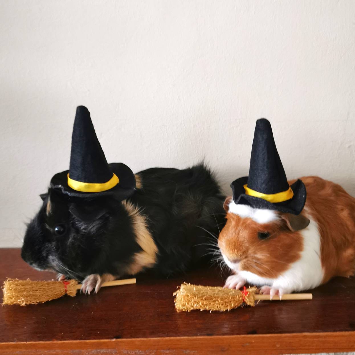 Guinea Pig Halloween Costume Hat and Broom Etsy UK