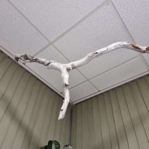 Op de afbeelding: Een witte, verweerde drijfhouttak met een Y-vorm, hangend aan een wit plafond met een gespikkeld patroon.