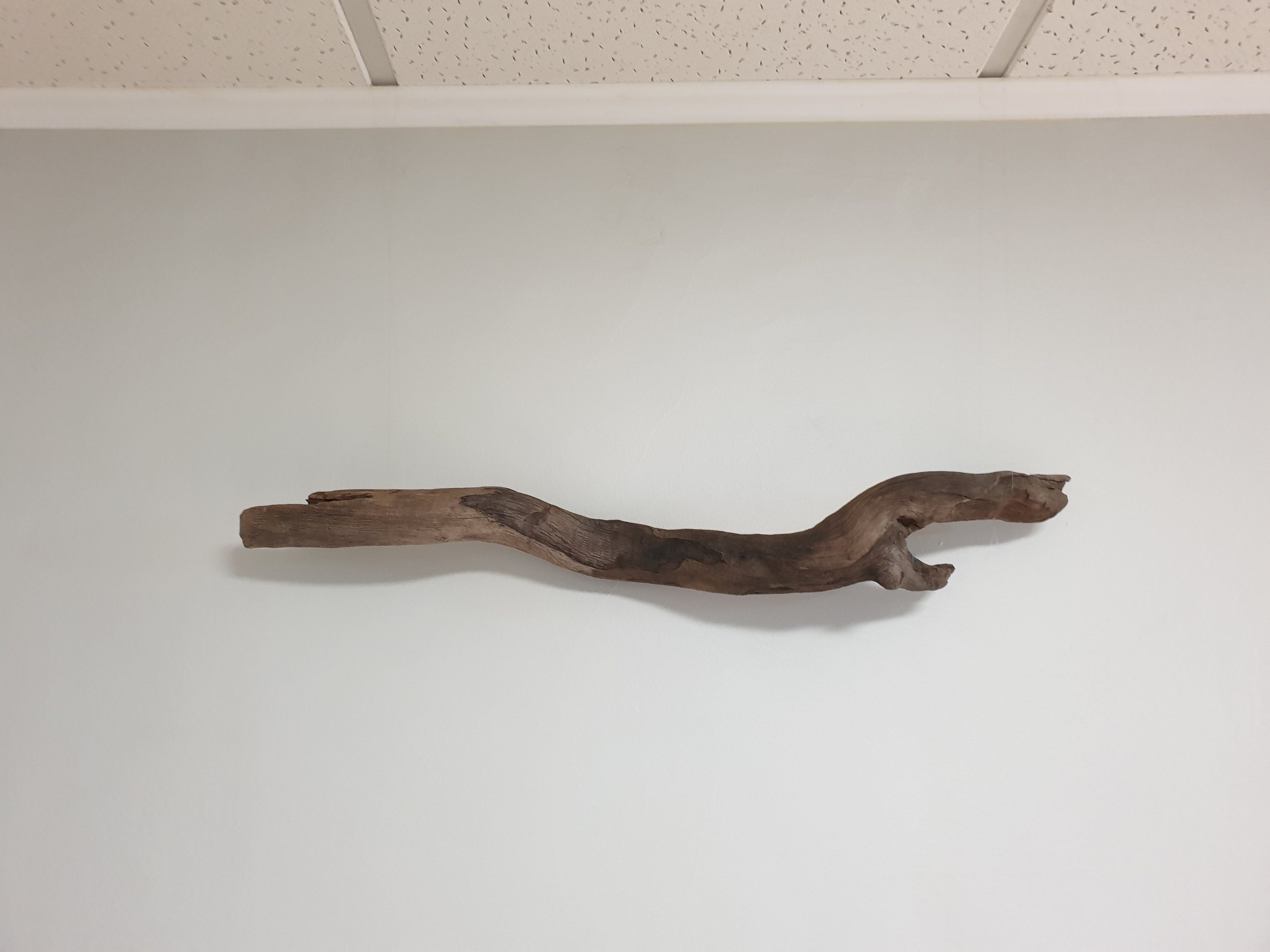 Treibholzstück 285 725 cm dunkel glatt und stark | Etsy