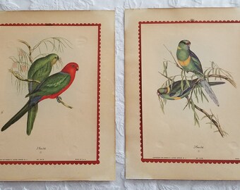 J Gould Bird Prints Etsy