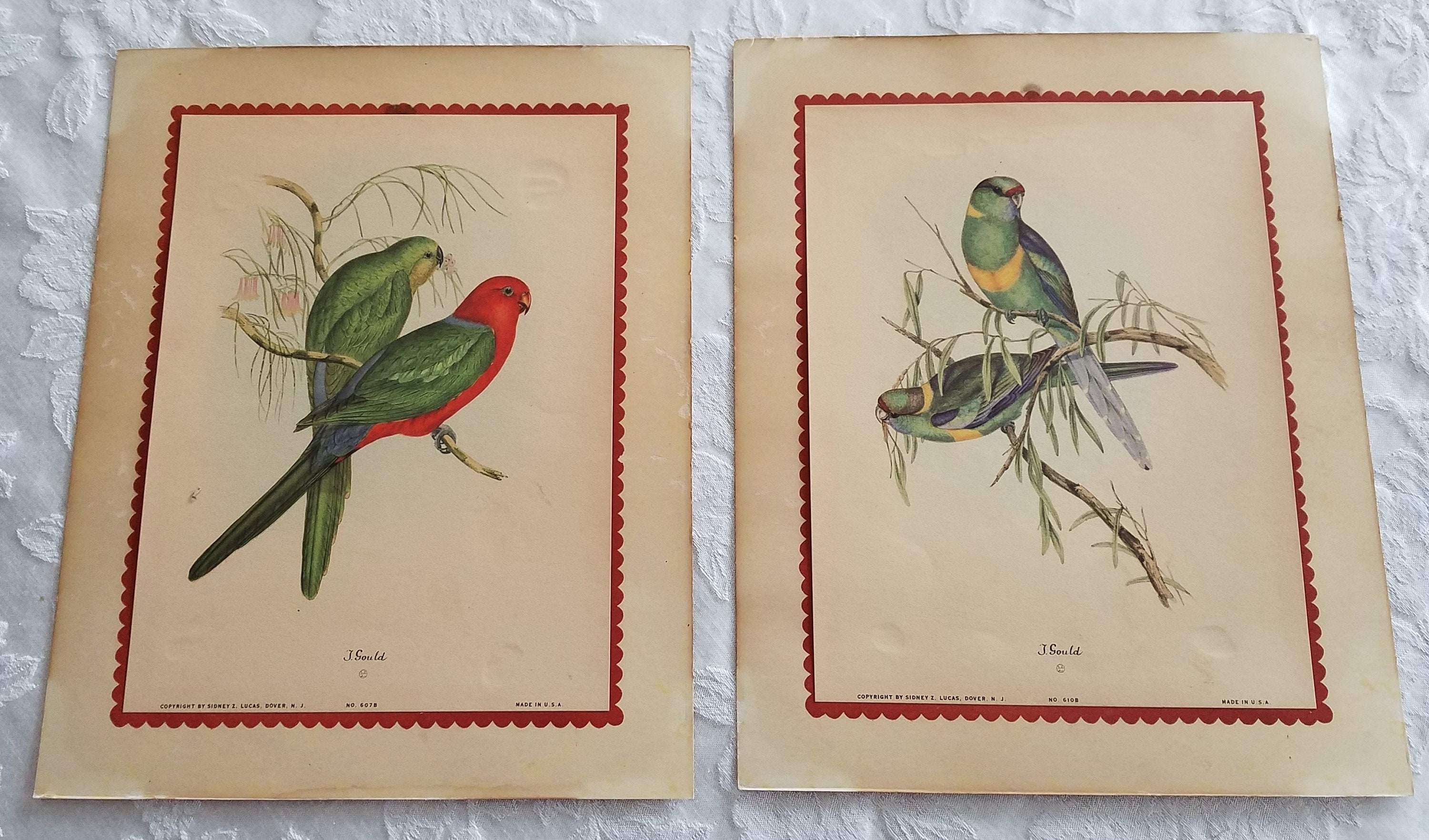 Vintage J. Gould Parakeet Bird Prints Etsy