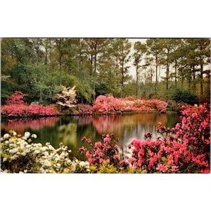 Cartolina d'epoca dei Bellingrath Gardens con azalee e scena del Mirror Lake