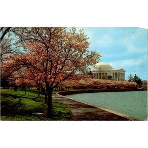 Vintage Washington D.C. Kirschblüte Postkarte