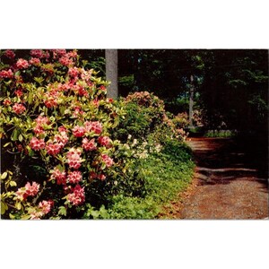 Postal antigua de los jardines Winterthur de Delaware, rododendros y azaleas, H.S. Crocker Co., sin usar.