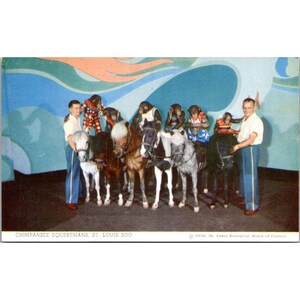 Postal vintage de los años 50 con chimpancés y jinetes del zoológico de St. Louis
