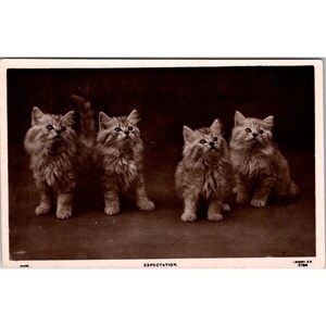 Cartão postal antigo de gatinhos RPPC, foto rápida de gatos EC Expectation de Londres, divisão antecipada sem postagem