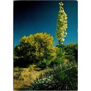 Cartolina botanica vintage cromata, pianta di Yucca in fiore e albero di Palo Verde, saluti calorosi non pubblicati divisi per Earl Petroff Arizona