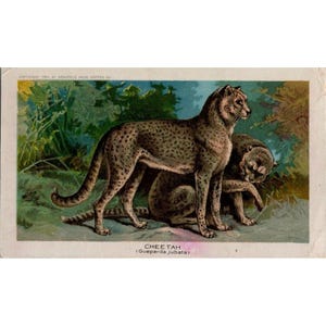 Arbuckle Bros. 1890s Coffee Trade Karte mit Geparden-Illustration, seltenes Sammlerstück