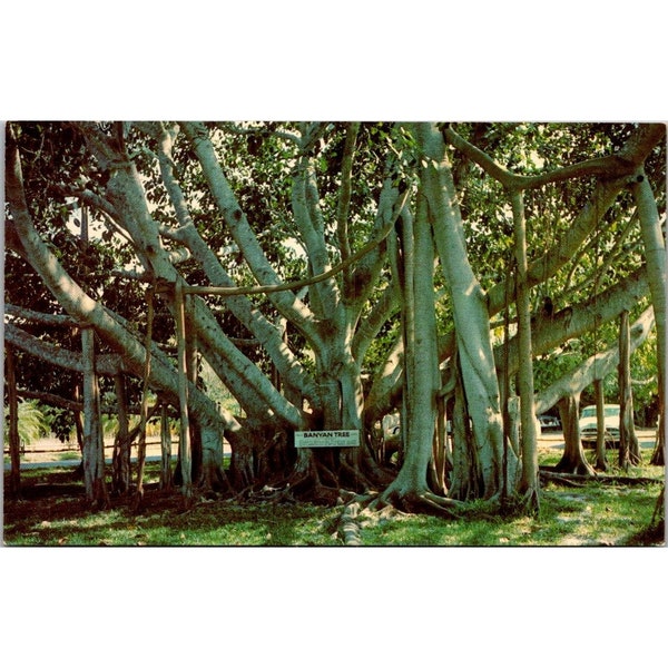 Vintage Chrome Florida Postcard, Banyan Tree Edison Estate Fort Myers, Lusterchrome Unposted Divided Back