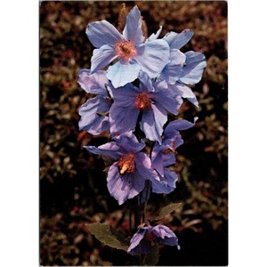Vintage Postkarte Royal Botanic Gardens Kew Blauer Mohn Meconopsis Betonicifolia England 1924 Copyright Blumenkunst