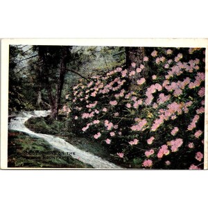 Cartão postal vintage de 1917 com rododendros nas Montanhas Pocono, por Geo. V. Millar, Condado de Scranton, Pensilvânia