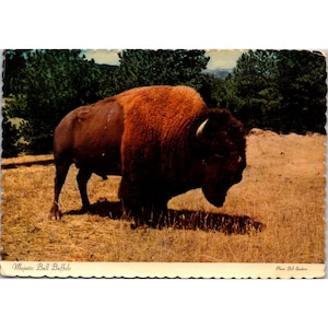 Majestätische Bull Buffalo Vintage Postkarte Von Dexter Press Inc. 1960er Jahre Sanborn Souvenir Co. Inc. Dextone Supreme
